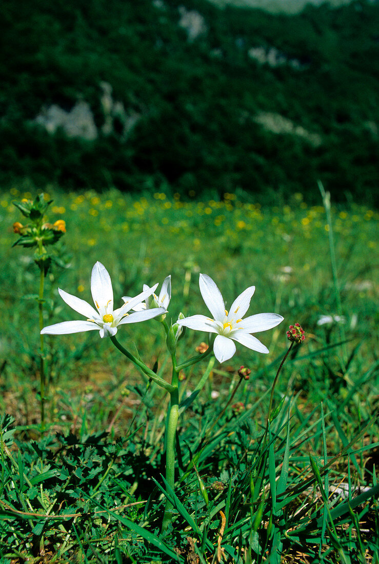 Ornithogalum gussonei