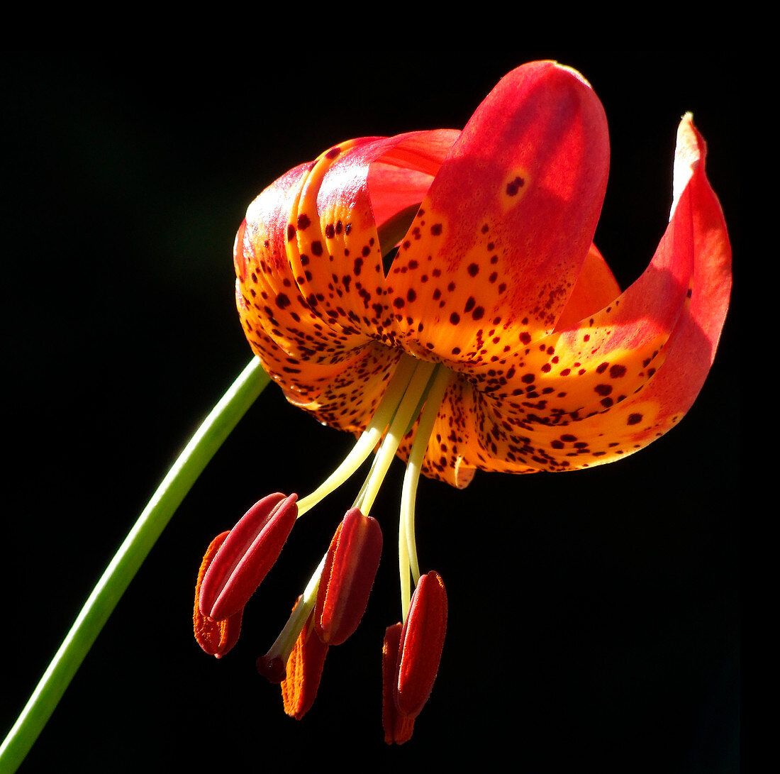 Leopard lily (Lilium pardalinum)