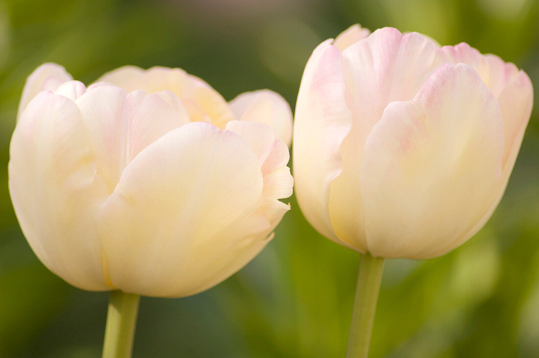 Double late tulip (Tulipa 'Peach Melba')