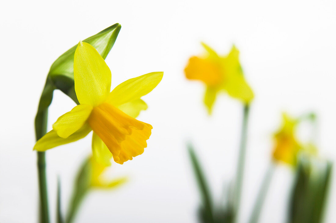 Daffodils (Narcissus 'Tete a Tete')