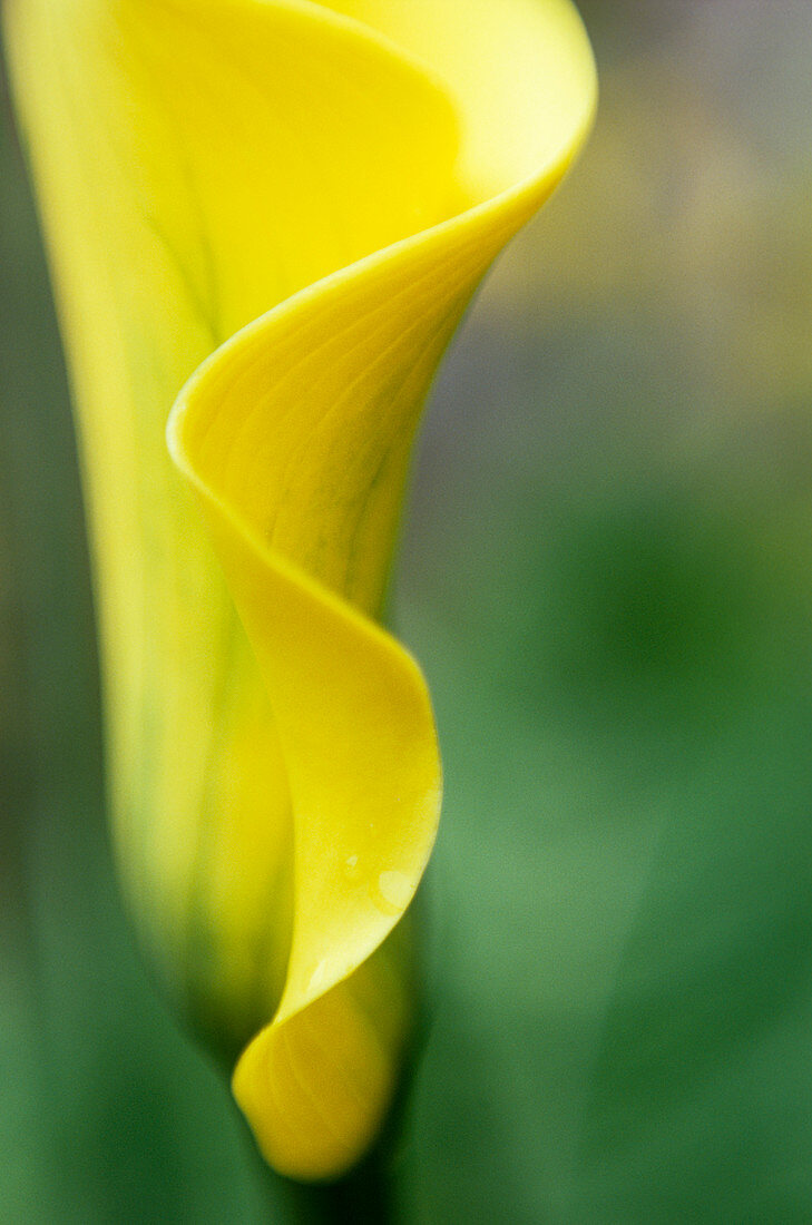 Arum lily (Zantedeschia 'Elliotiana')