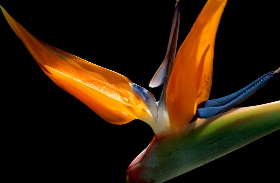 Bird of paradise flower