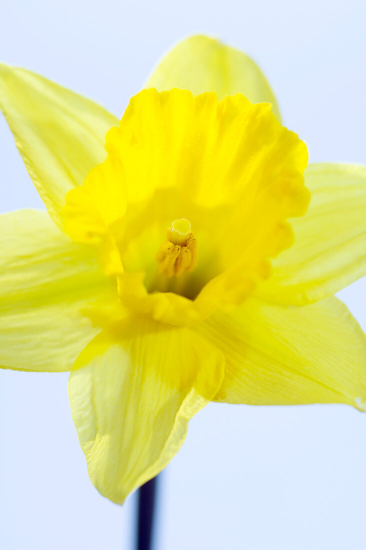 Daffodil (Narcissus sp.)