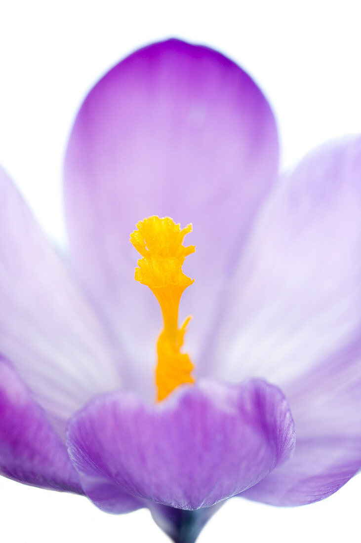 Crocus flower (Crocus sp.)