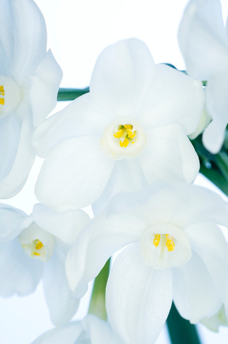 Paperwhite daffodils (Narcissus sp.)