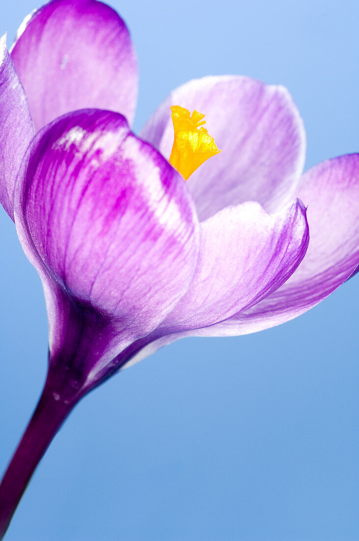 Crocus flower (Crocus sp.)