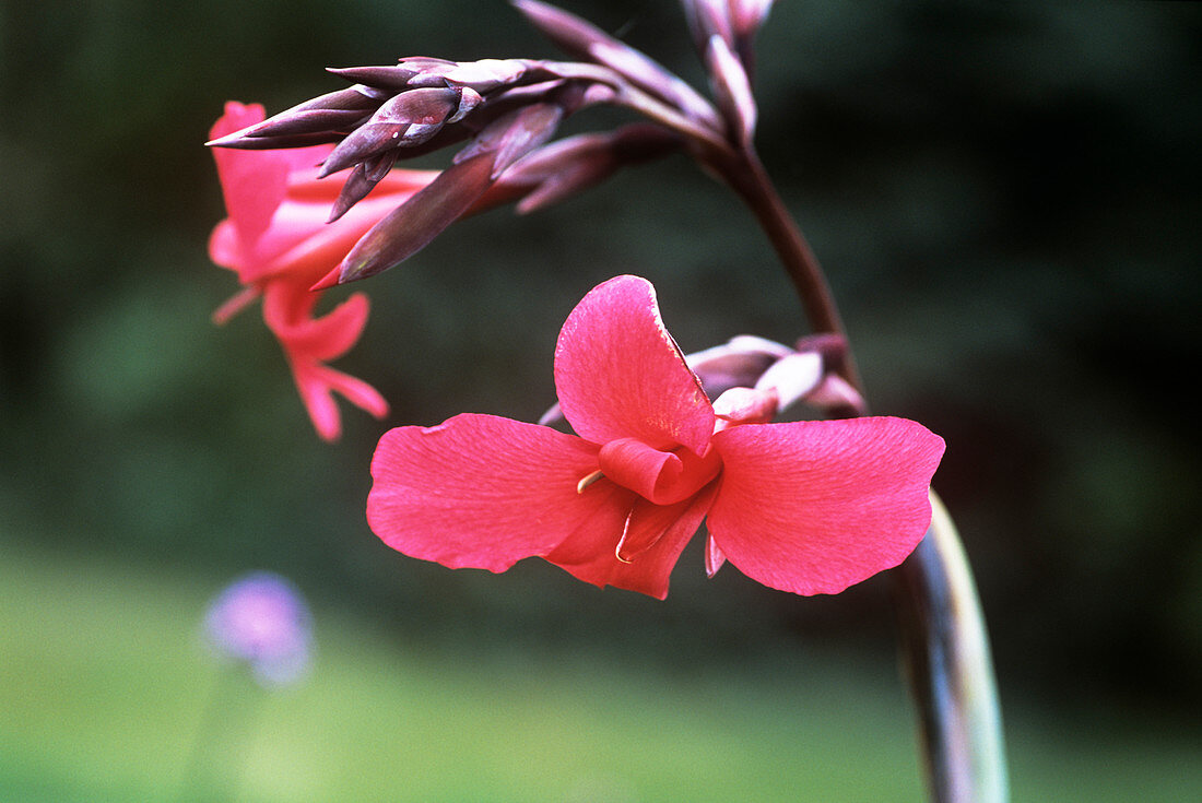 Canna lily (Canna x ehemanii)
