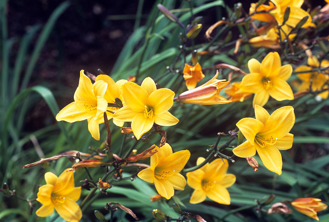Day lily 'Hyperion'