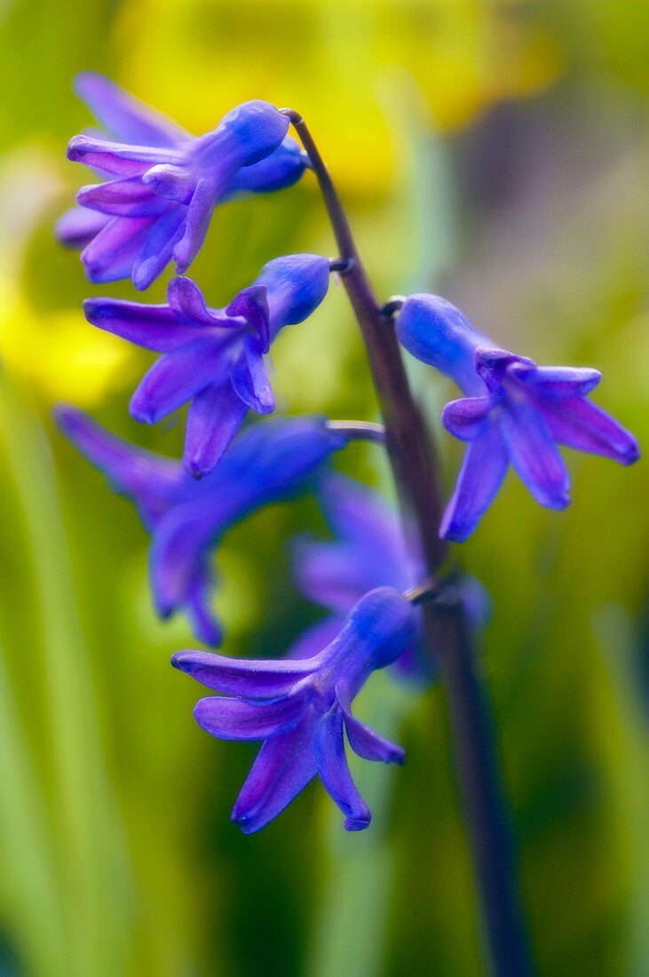 Blue hyacinth (Hyacinthus orientalis)