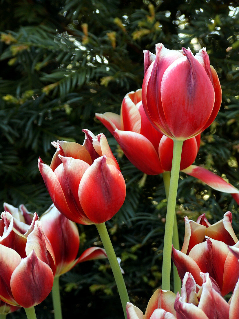 Tulips (Tulipa 'Margot Fonteyne')