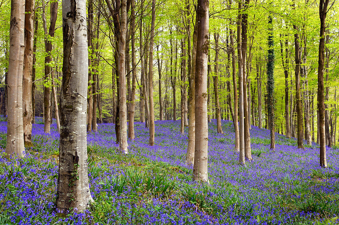 Bluebells (Hyacinthoides sp.)