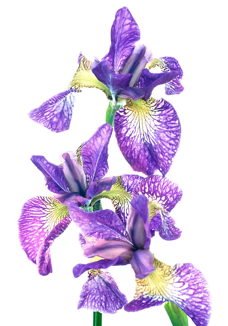 Iris sibirica 'Nottingham Lace'