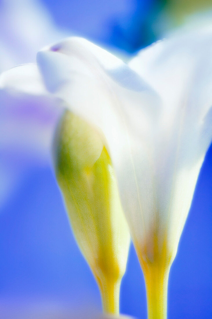 Freesia flowers (Freesia sp.)