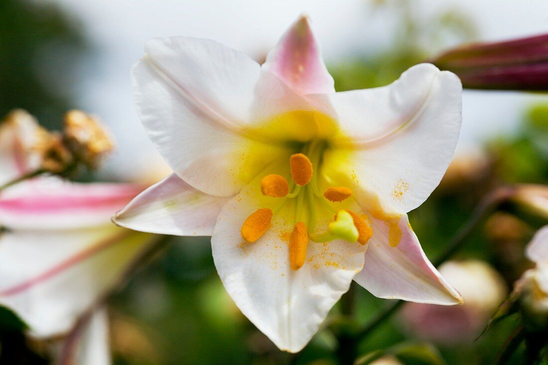 Regal lily (Lilium regale)