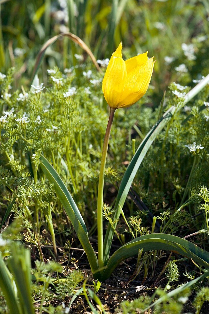 Wild tulip (Tulipa sylvestris)