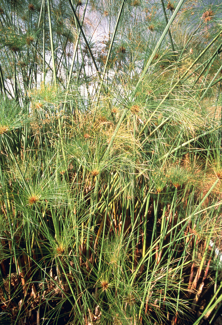 View of papyrus plants (Cyperus papyrus)
