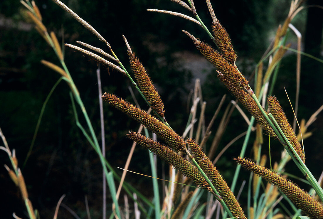 San Diego sedge (Carex spissa)
