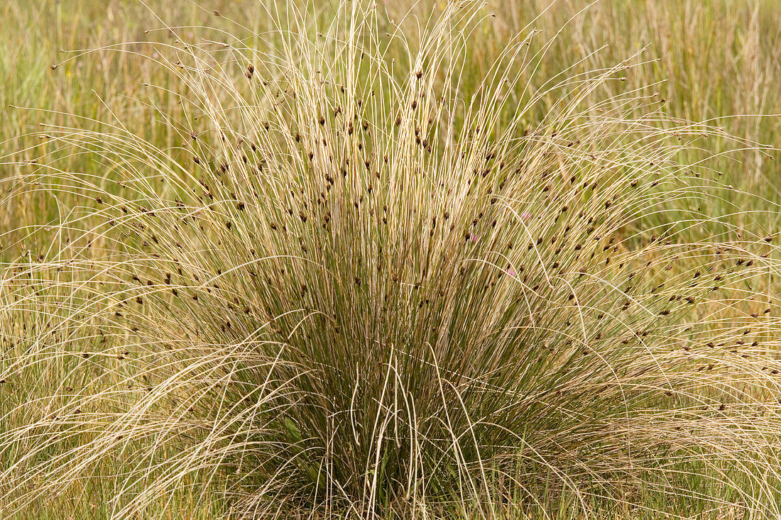 Black bog-rush (Schoenus nigricans)