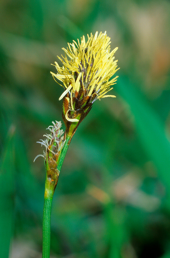 Sedge flower (Carex caryophyllea)
