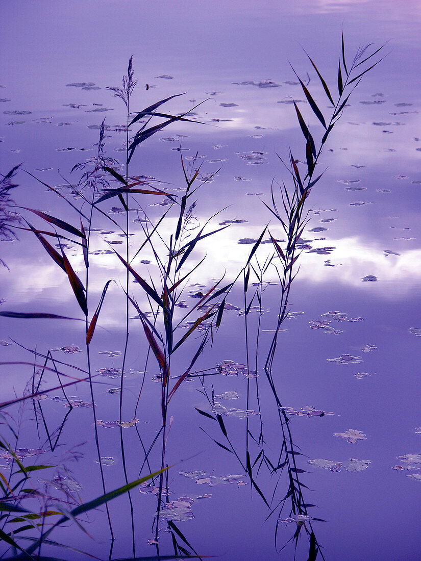 Water reeds
