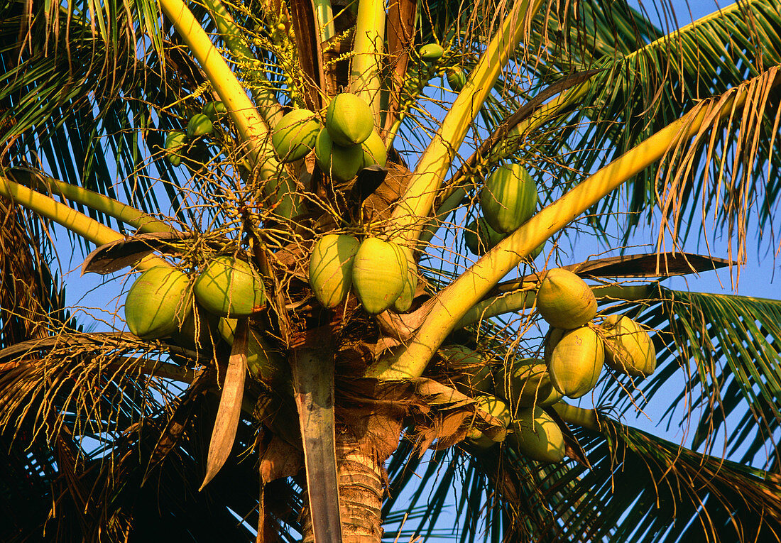 Coconut palm bearing fruit