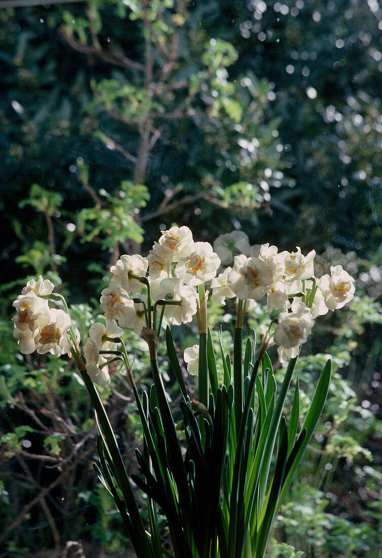 Daffodils (Narcissus 'Cheerfulness')