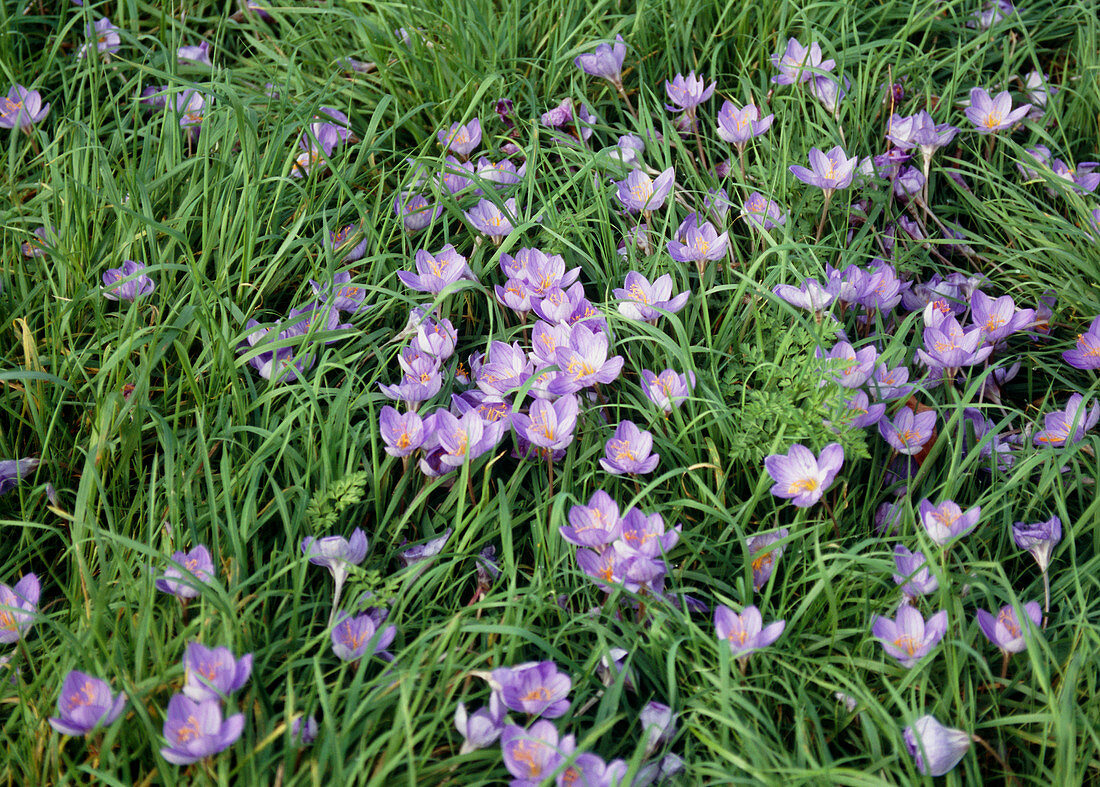 Crocus flowers (Crocus sp.)