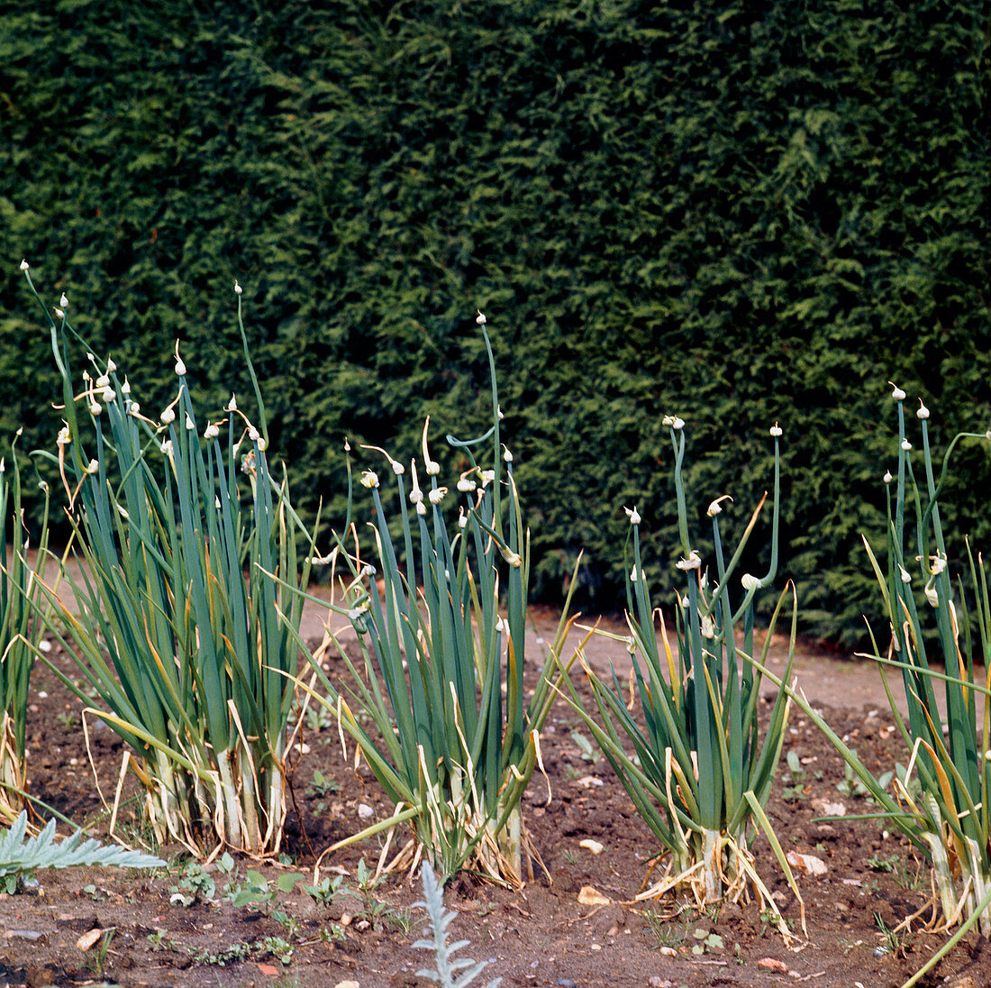 Tree onion (Allium cepa var. aggregatum)