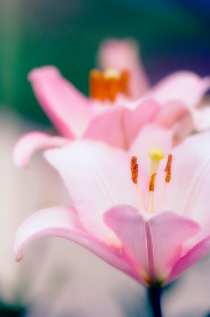 Asiatic lily (Lilium sp.)