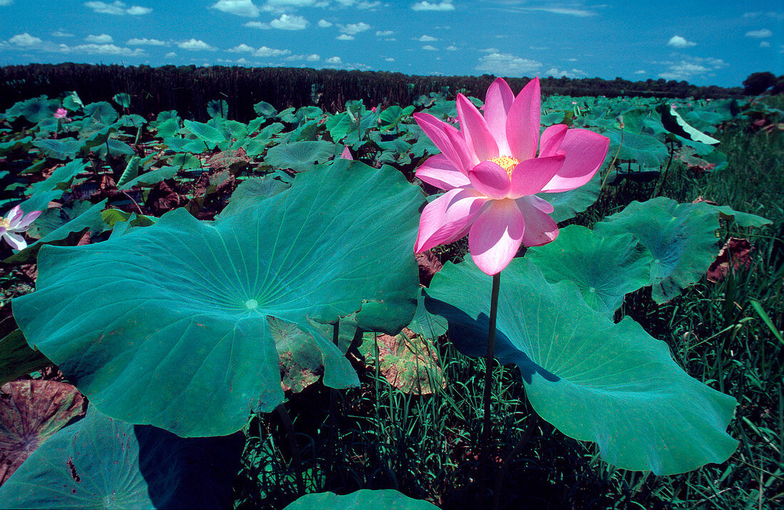 Lotus flower (Nelumbo sp.)