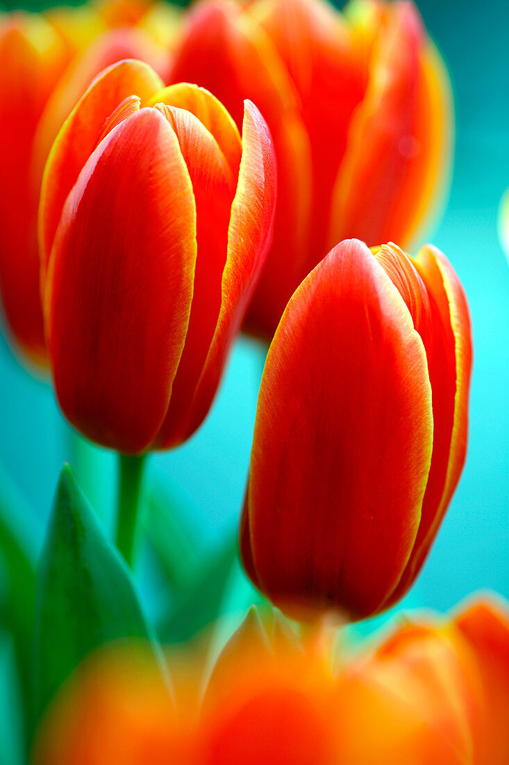 Tulip (Tulipa 'Apeldoorn Elite')