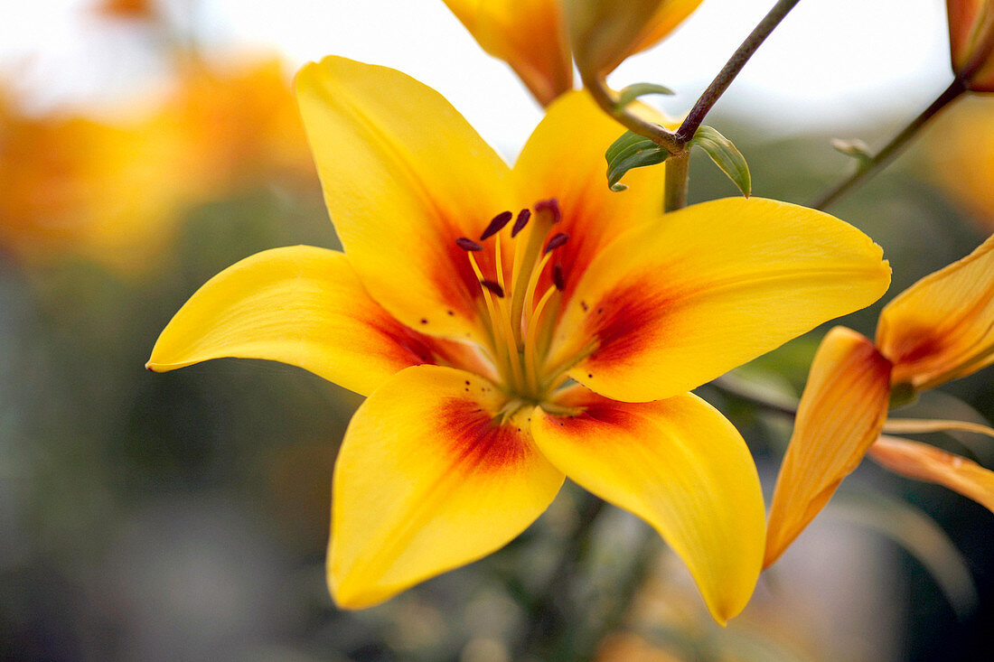Lily (Lilium 'Cheope')
