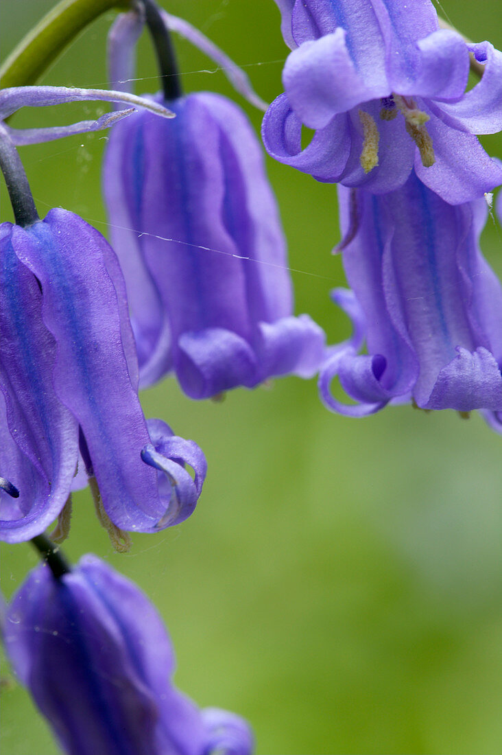 Bluebells (Hyacinthoides non-scripta)