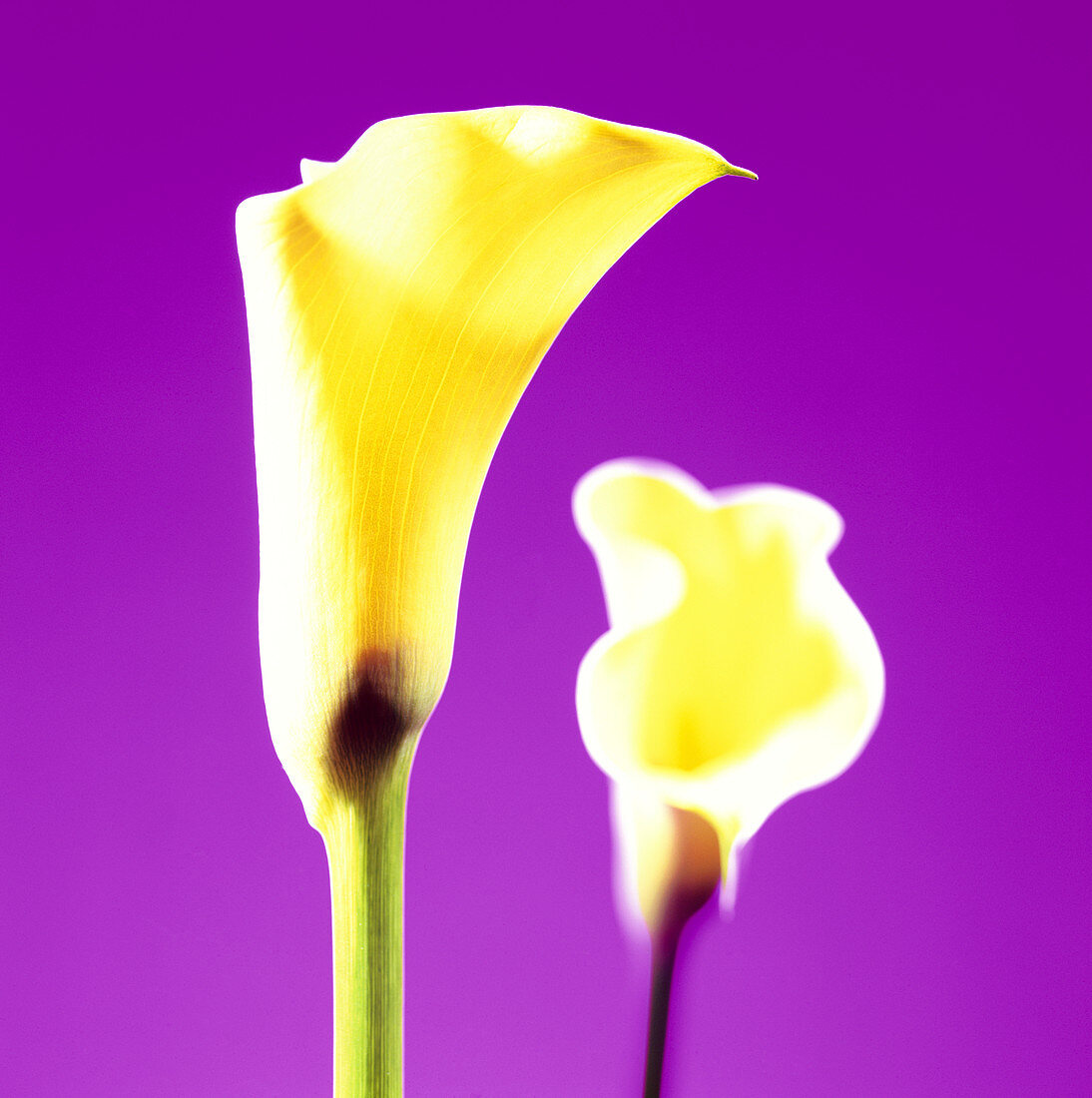 Lilies (Lilium sp.)