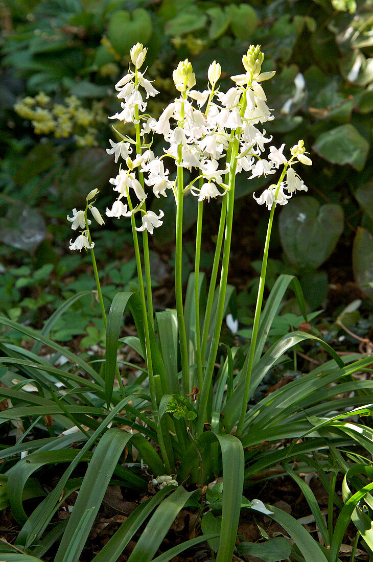 Bluebells (Hyacinthoides sp.)