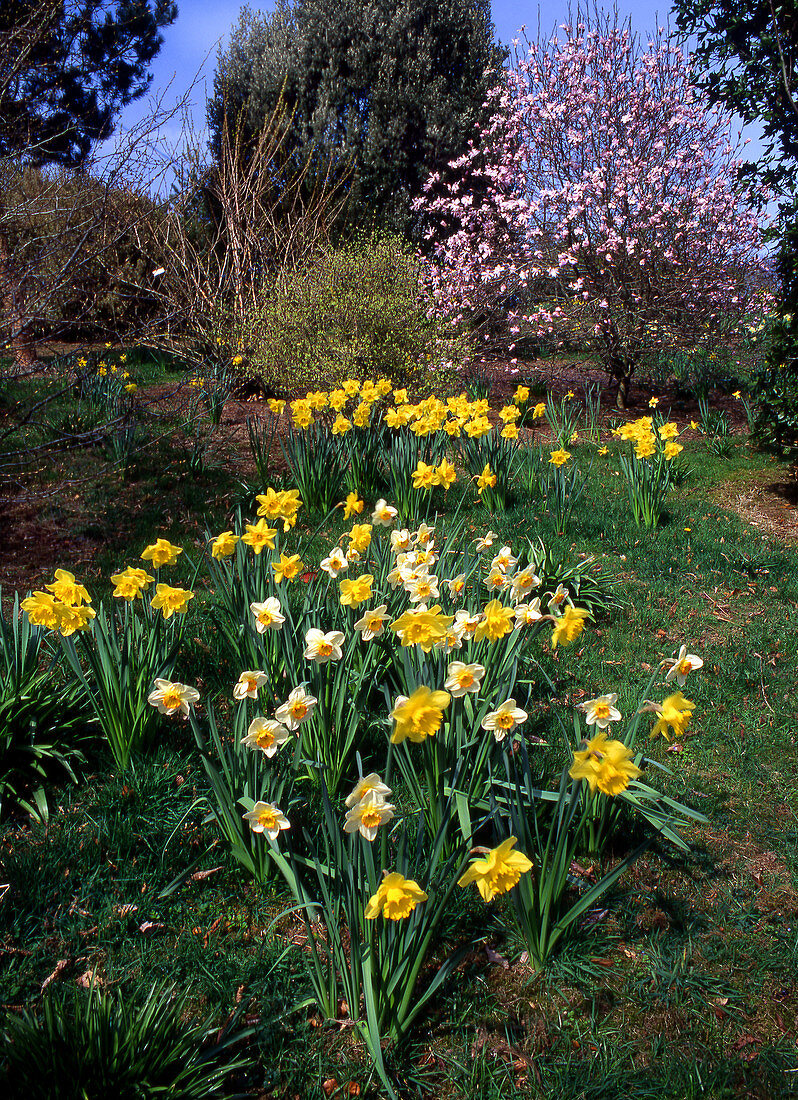 Daffodils (Narcissus sp.)