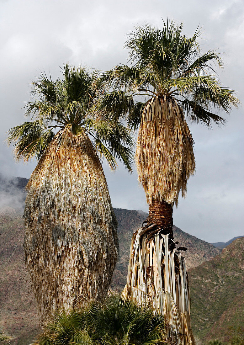 Washingtonia filifera fan palms