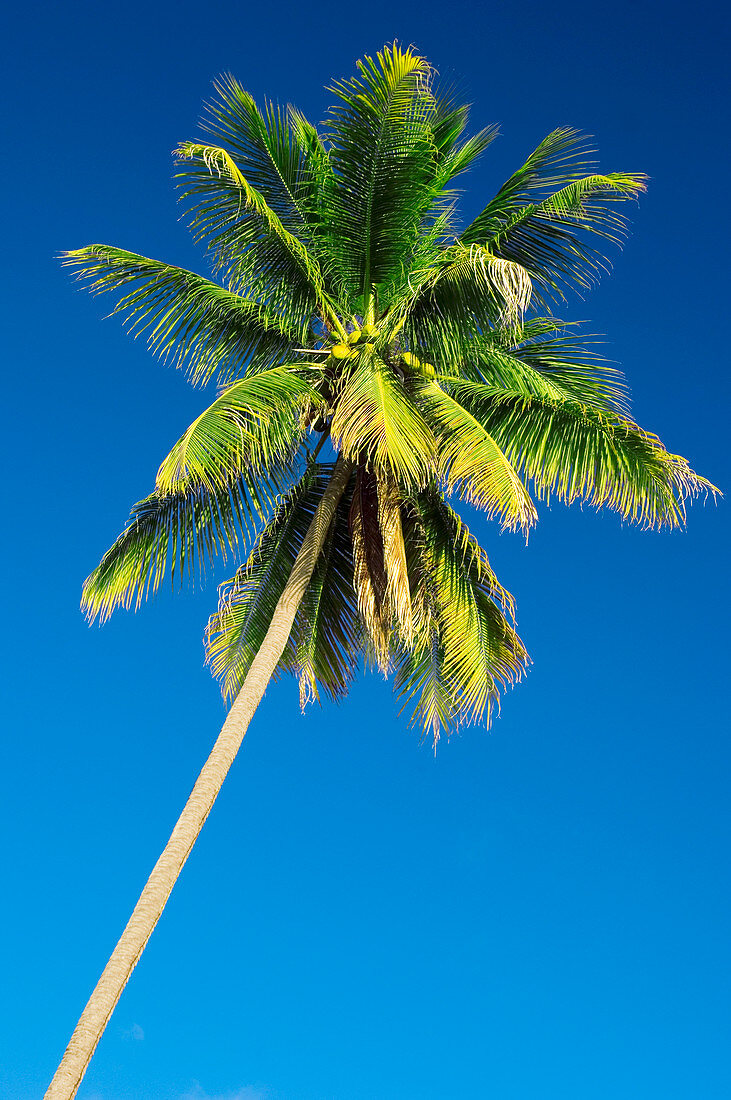 Coconut palm tree