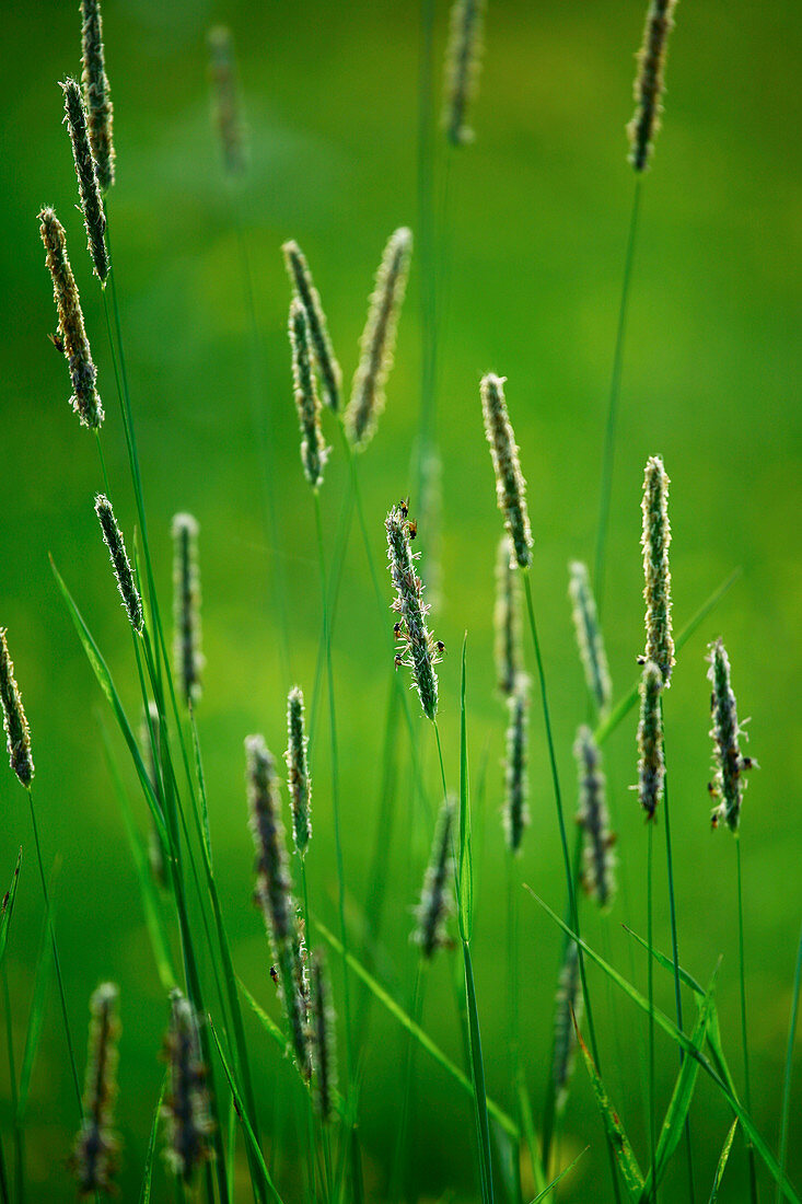 Meadow foxtail (Alopecurus pratensis)