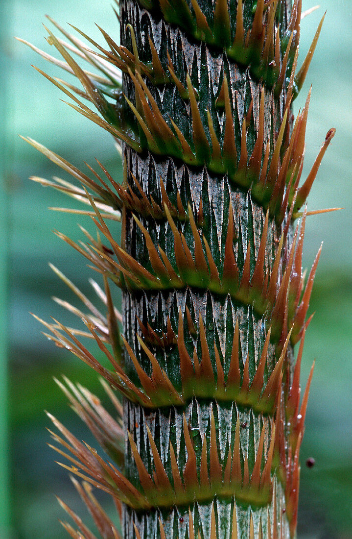 Rattan palm
