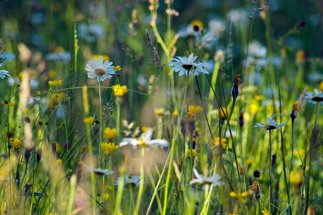 Upland meadow