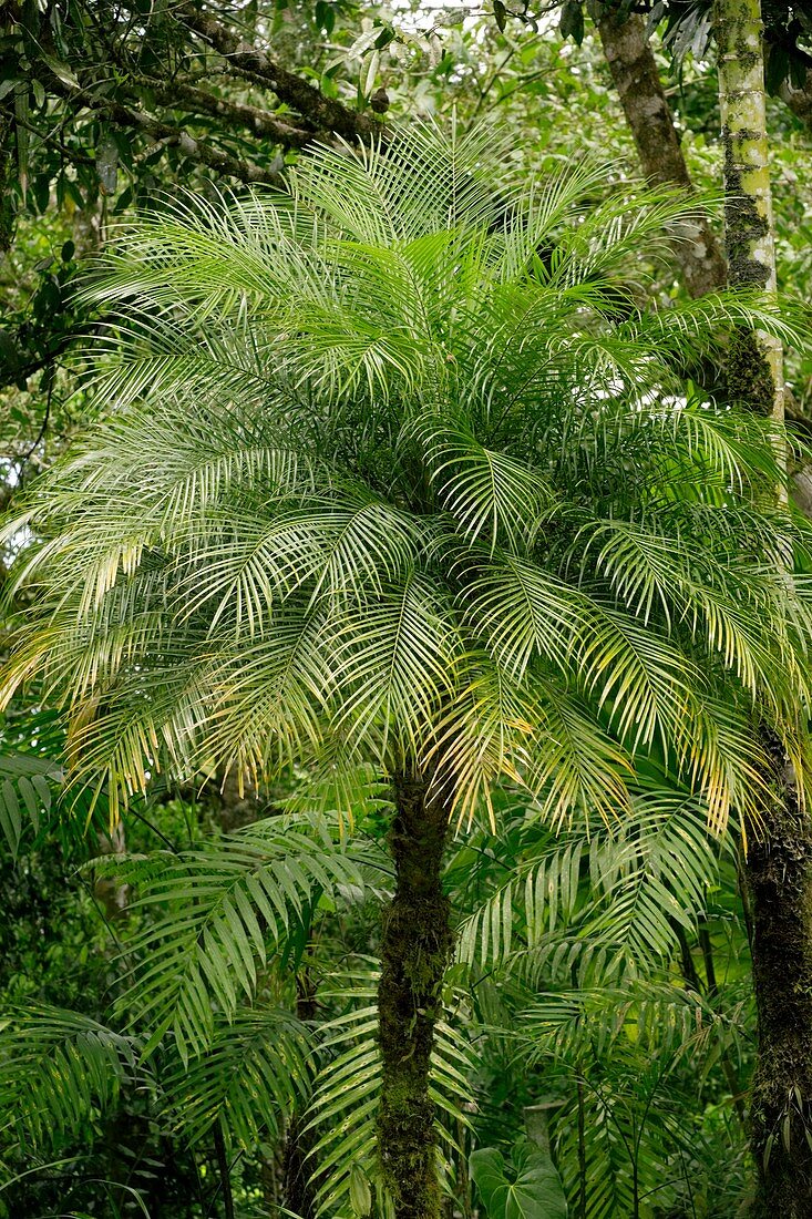 Pygmy date palm (Phoenix roebelenii)