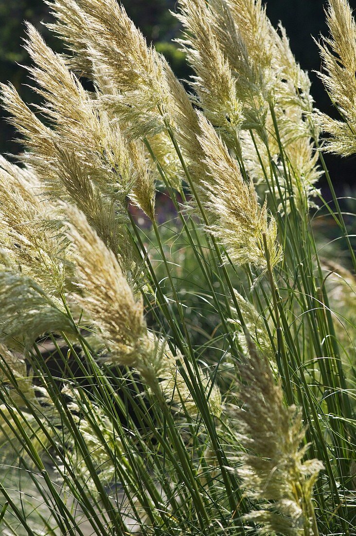 Pampas grass (Cortaderia selloana)