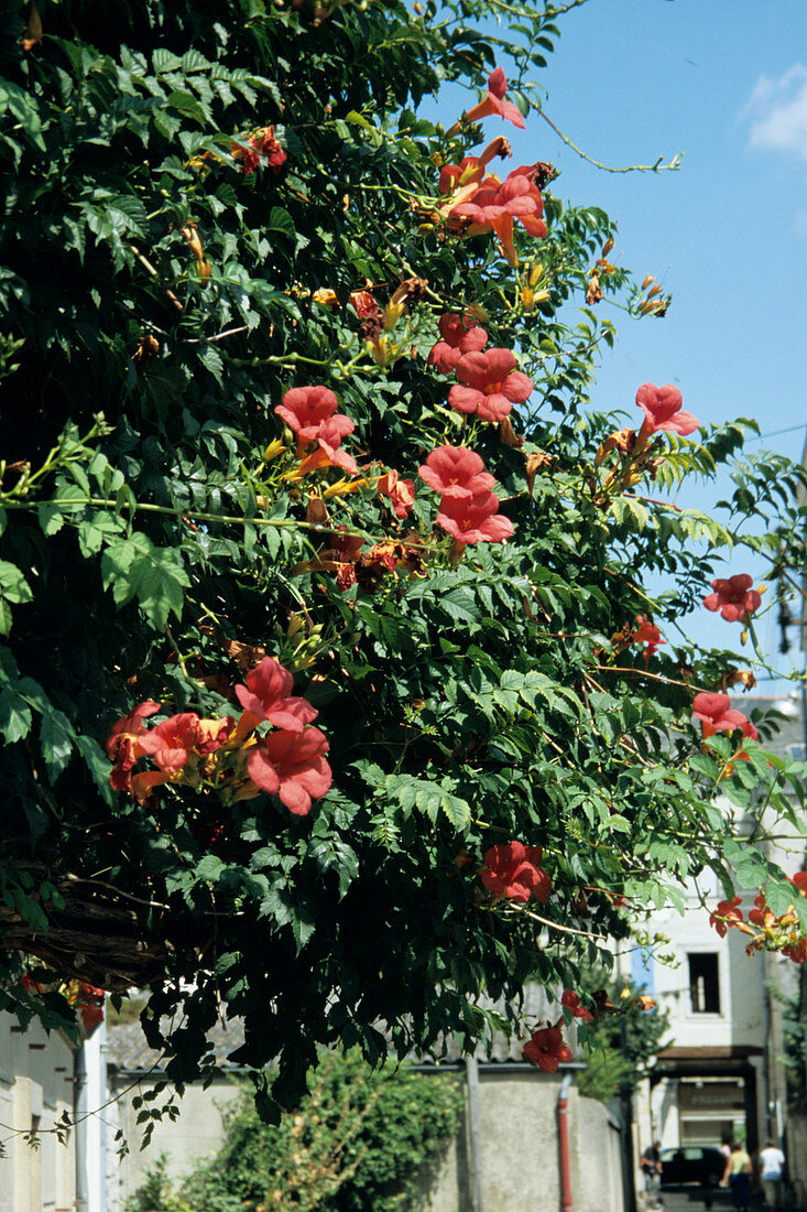 Trumpet creeper flowers