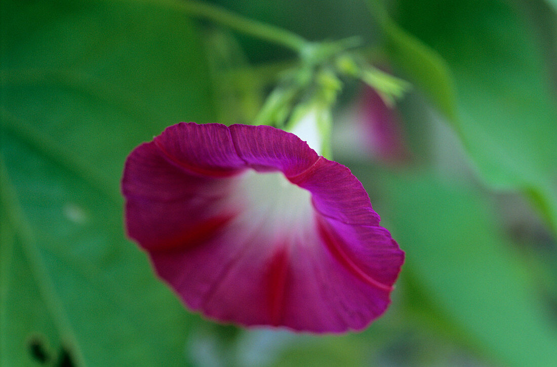 Morning glory 'Scarlet O'Hara' flower