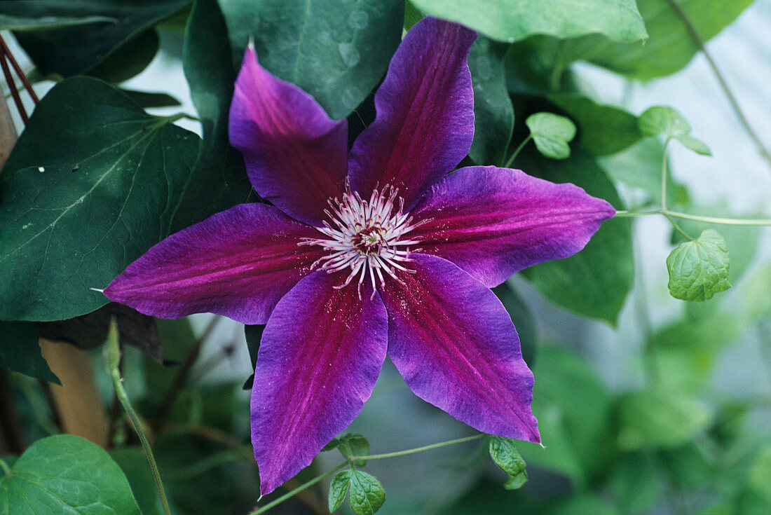Clematis 'Barbara Jackman' flower