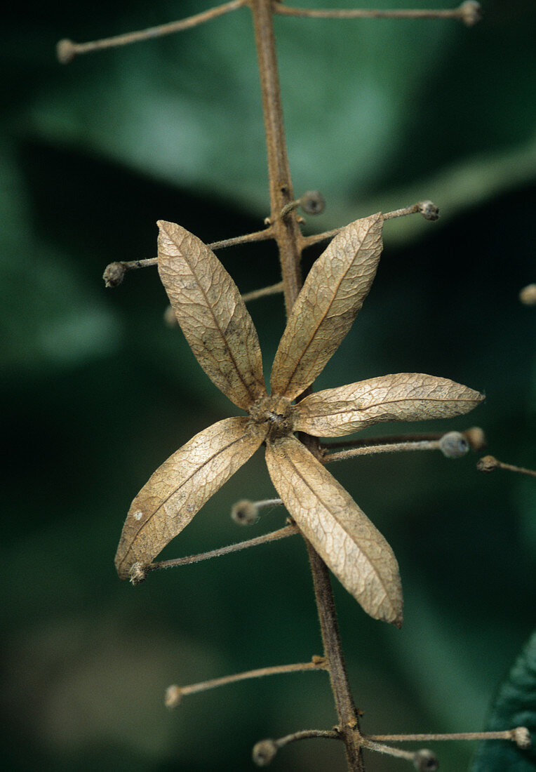 Queen's wreath flower bract (Petrea sp.)