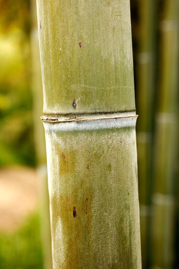 Bamboo stem