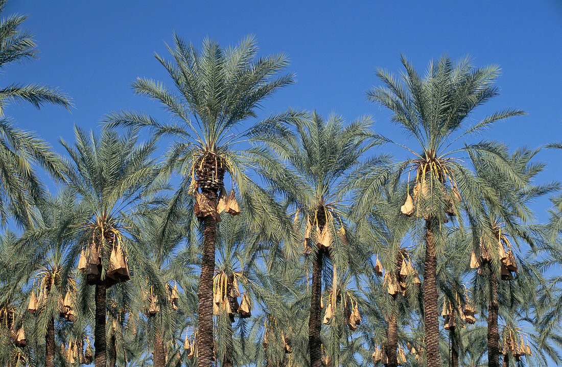 Date palms