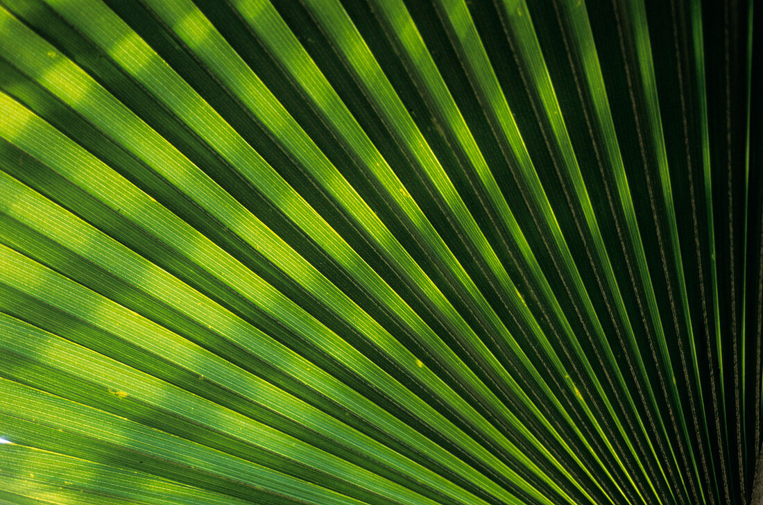 Thurston palm leaf